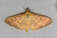 Herpetogramma licarsisalis