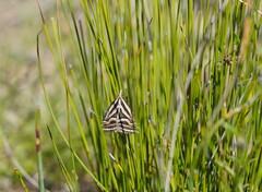Dichromodes confluaria