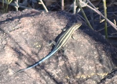 Trachylepis margaritifera