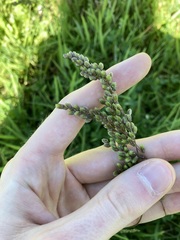 Chascolytrum subaristatum