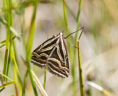 Dichromodes confluaria