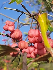 Euonymus latifolius