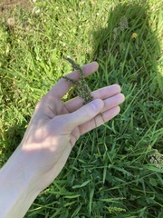 Chascolytrum subaristatum