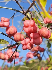 Euonymus latifolius
