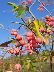 Euonymus latifolius