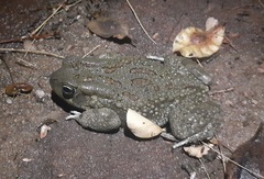 Sclerophrys garmani