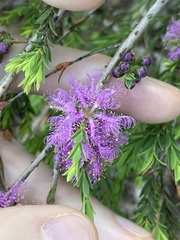 Melaleuca thymifolia