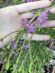 Melaleuca thymifolia