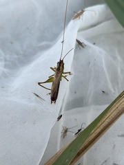 Conocephalus japonicus