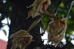 Stanhopea oculata