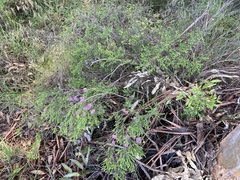 Melaleuca thymifolia