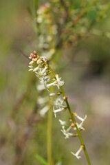 Stackhousia aspericocca