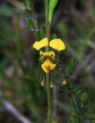 Diuris chrysantha