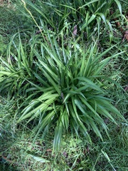 Chlorophytum comosum