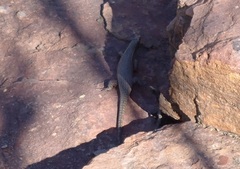 Matobosaurus validus