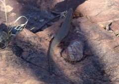 Matobosaurus validus
