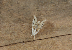 Glaphyriinae