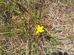 Hypoxis angustifolia