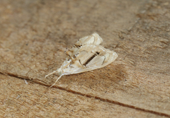 Glaphyriinae