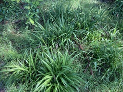 Chlorophytum comosum