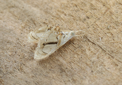Glaphyriinae