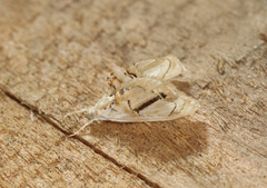 Glaphyriinae
