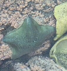 Patiriella regularis