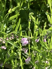 Scutellaria racemosa
