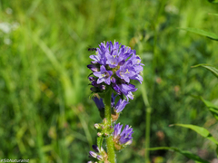 Campanula cervicaria