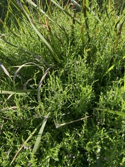 Scutellaria racemosa