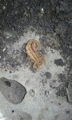 Centruroides limpidus