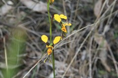 Diuris chrysantha