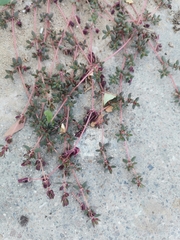 Trianthema portulacastrum