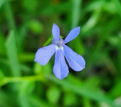 Lobelia quadrangularis