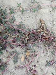 Trianthema portulacastrum