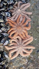 Stichaster australis