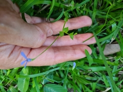 Lobelia quadrangularis