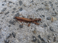 Statilia maculata maculata