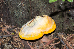 Laetiporaceae