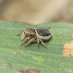 Maratus volans