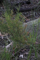 Dodonaea falcata