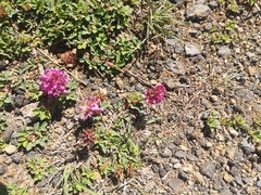 Trifolium burchellianum