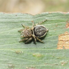 Maratus volans