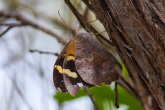 Heteronympha merope