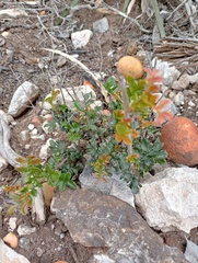 Hippobromus pauciflorus