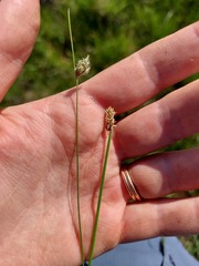 Eleocharis dregeana