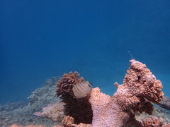 Chaetodon multicinctus