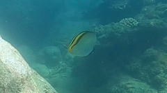 Chaetodon vagabundus