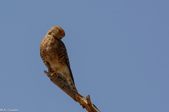 Falco rupicoloides