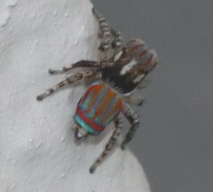 Maratus